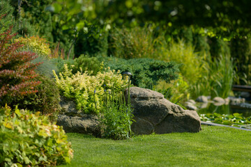beautiful garden, various ornamental plants grows in the garden, junipers in the garden