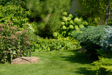 beautiful garden, various ornamental plants grows in the garden, junipers in the garden
