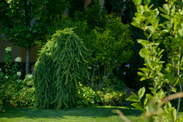 beautiful garden, various ornamental plants grows in the garden, junipers in the garden	