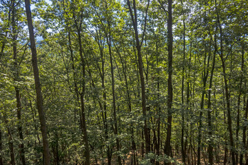 나무로 가득 찬 바탕용 사진