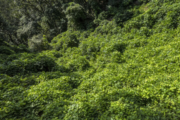 Fototapeta na wymiar 녹색 나뭇잎으로 가득 찬 배경 사진