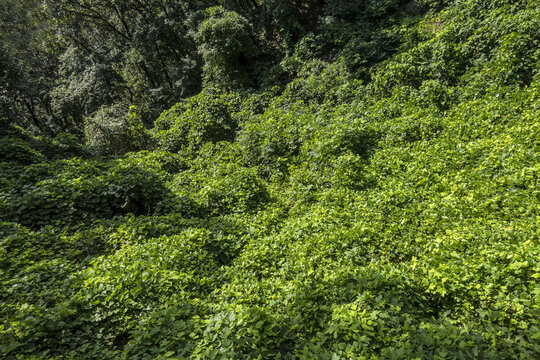 녹색 나뭇잎으로 가득 찬 배경 사진