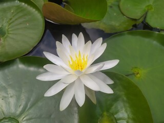 white water lily © Hanna
