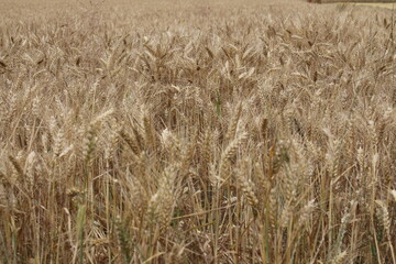 Reife Weizenähren. Nahaufnahme Foto. Landwirtschaftliches Umfeld. Bebautes Feld. Makroaufnahme von Getreide. Natürlicher Reichtum. Lebensmittelproduktion. Ackerland im Sommer. Sonniger Tag. Golden.
