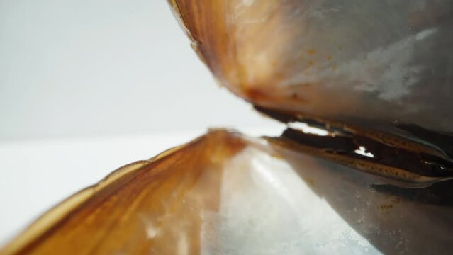 An empty open shell from a mussel. The camera goes through it. Dolly slider extreme close-up.