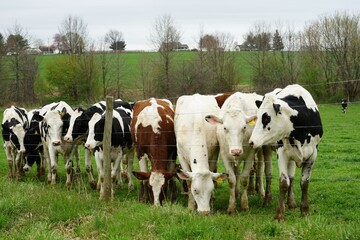 Fototapeta na wymiar cows in a meadow