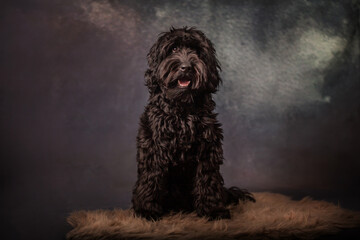 Black labradoodle in fine art setting