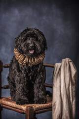 Black labradoodle in fine art setting