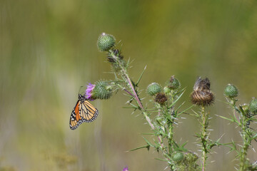 butterfly on a flower
