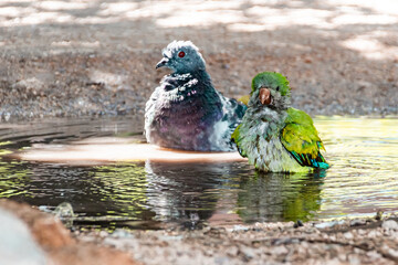 city ​​pigeon and green parrot, they wet in a puddle of water