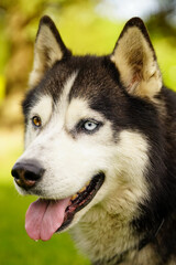 siberian husky dog