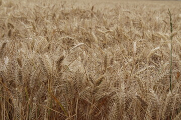 Reife Weizenähren. Nahaufnahme Foto. Landwirtschaftliches Umfeld. Bebautes Feld. Makroaufnahme von Getreide. Natürlicher Reichtum. Lebensmittelproduktion. Ackerland im Sommer. Sonniger Tag. Golden.