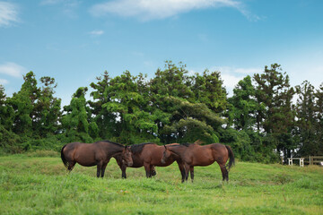 Horses resting on the clear blue sky and green meadow