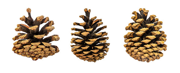 Brown pine cone isolated on white background