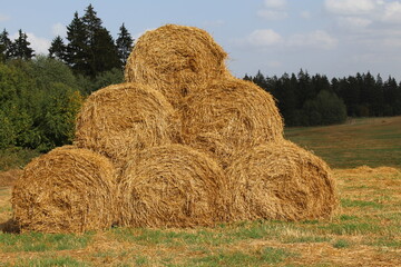 hay bales in a field