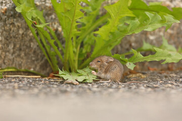Cute gray-brown house mouse - mus musculus - sitting next to fresh green leaves