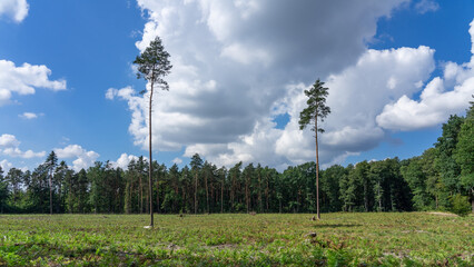Place with cut trees in the middle of the forest