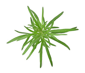 Artemisia vulgaris L, Sweet wormwood, artemisia annua branch green leaves on white background.top view
