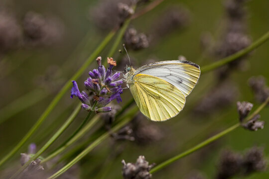 Cabbage White butterfly on lavender blossom