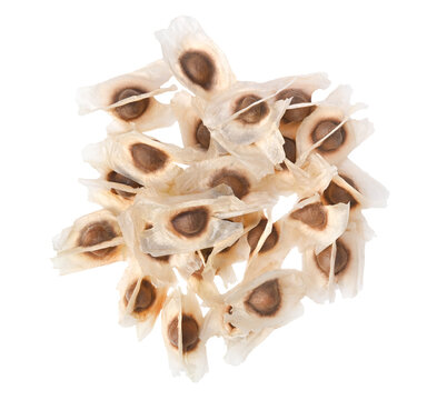 Moringa Oleifera seed dried from Moringa tree on white background. Top view