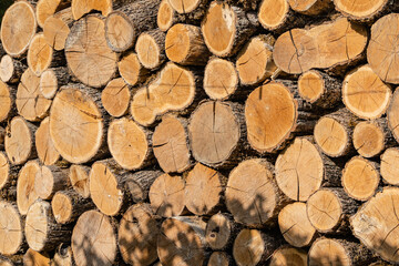 Close-up of firewood piled up to dry in sun. Alternative and cheap fuel for the stove instead of gas. Oak firewood is sawn into stumps and stacked. Texture of oak stumps on cut.