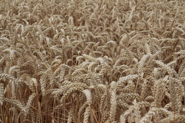 Reife Weizenähren. Nahaufnahme Foto. Landwirtschaftliches Umfeld. Bebautes Feld. Makroaufnahme von Getreide. Natürlicher Reichtum. Lebensmittelproduktion. Ackerland im Sommer. Sonniger Tag. Golden.