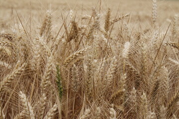 Reife Weizenähren. Nahaufnahme Foto. Landwirtschaftliches Umfeld. Bebautes Feld. Makroaufnahme von Getreide. Natürlicher Reichtum. Lebensmittelproduktion. Ackerland im Sommer. Sonniger Tag. Golden.