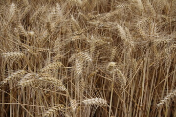 Fototapeta premium Reife Weizenähren. Nahaufnahme Foto. Landwirtschaftliches Umfeld. Bebautes Feld. Makroaufnahme von Getreide. Natürlicher Reichtum. Lebensmittelproduktion. Ackerland im Sommer. Sonniger Tag. Golden.
