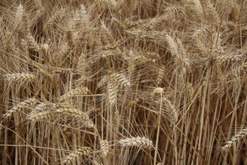 Reife Weizenähren. Nahaufnahme Foto. Landwirtschaftliches Umfeld. Bebautes Feld. Makroaufnahme von Getreide. Natürlicher Reichtum. Lebensmittelproduktion. Ackerland im Sommer. Sonniger Tag. Golden.