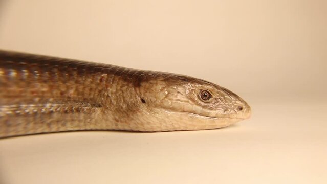 European glass lizard isolated on white background.
Legless lizard (Pseudopus apodus).
Not snake, It has ears, wide tongue and eyelids.
Exotic, wildlife vet.
Reptile, Reptiles, wild animals, animal