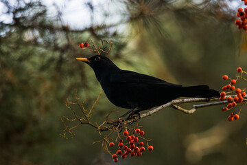 blackbird on branch