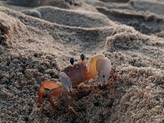 crab on the sand