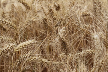 Reife Weizenähren. Nahaufnahme Foto. Landwirtschaftliches Umfeld. Bebautes Feld. Makroaufnahme von Getreide. Natürlicher Reichtum. Lebensmittelproduktion. Ackerland im Sommer. Sonniger Tag. Golden.