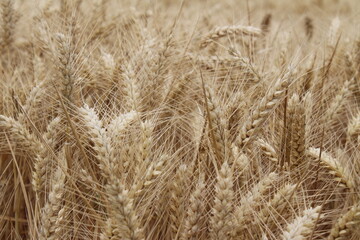 Reife Weizenähren. Nahaufnahme Foto. Landwirtschaftliches Umfeld. Bebautes Feld. Makroaufnahme von Getreide. Natürlicher Reichtum. Lebensmittelproduktion. Ackerland im Sommer. Sonniger Tag. Golden.