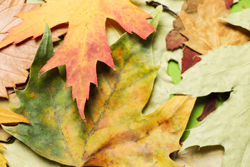 Fototapeta premium Concept of Autumn, autumn leaves on whole background, close up
