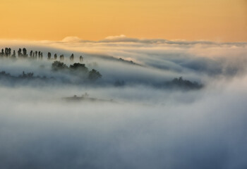 Fototapeta premium Trees in the Fog. Autumn morning. Nature of Ukraine