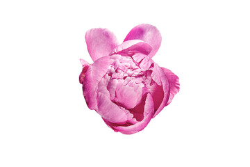 Tender Pink Peony Flower on A White Background. Beautiful Blooming Plant Head Isolated On a White 