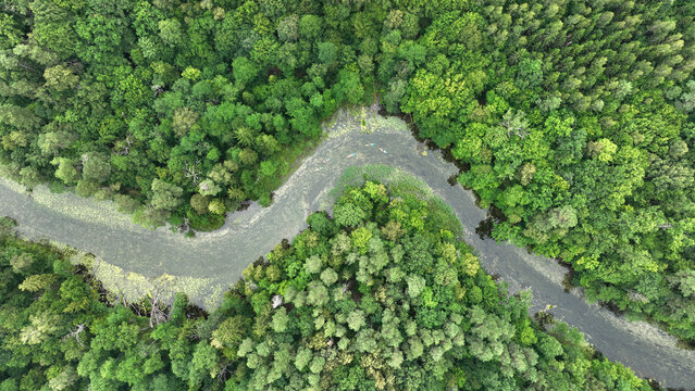 Natural river in the forest - aerial view