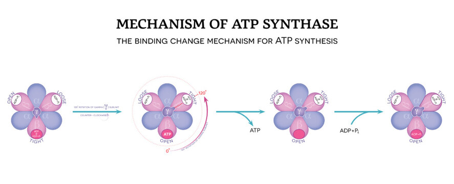 Mechanism of ATP synthase. The binding change mechanism for ATP synthesis.  120° rotation of gamma (γ) subunit counter-clockwise. 