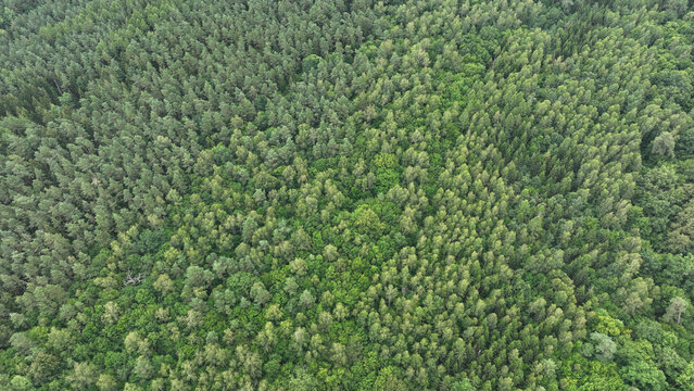 Aerial drone view of green forest trees