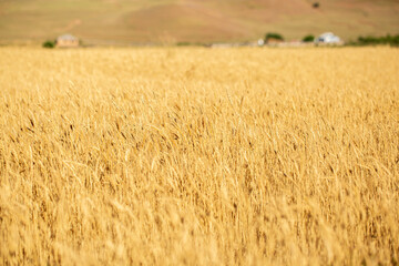 Wheat field on a sunny day. Grain farming, ears of wheat close-up. Agriculture, growing food products.