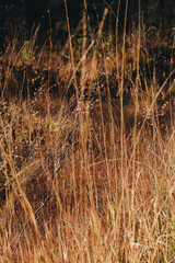 Fototapeta premium Autumn grass in the wind