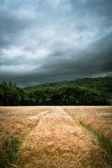 field of wheat