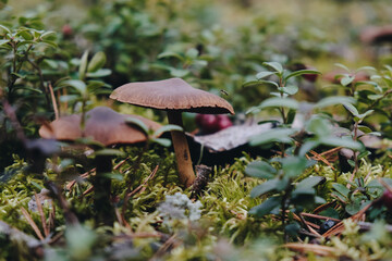 Mushrooms in the forest