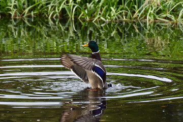 duck in the water