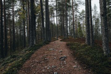 Fototapeta premium Winding road in the woods