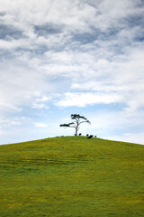 Obraz na płótnie Canvas tree on a hill