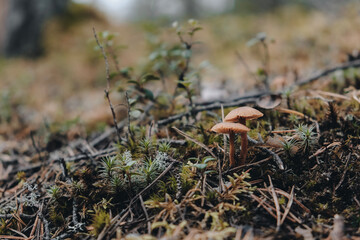 Small mushrooms in the moss