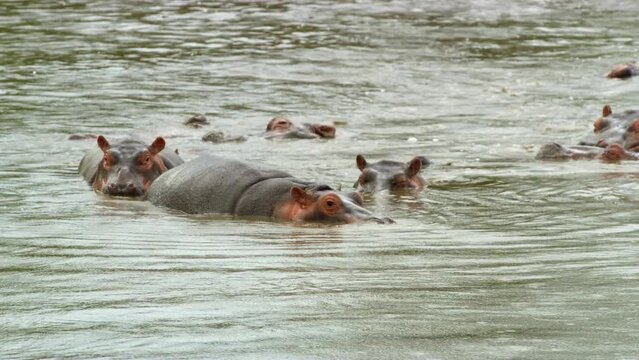 Huge black and brown Hippo animals wallowing in a lake in the wild.