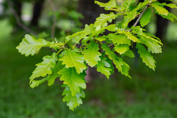 Green oak leaves in raindrops on a green background in a blur.